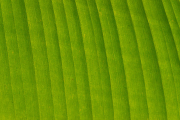 Texture background of backlight fresh green Leaf.Banana leaves,Abstract striped natural background