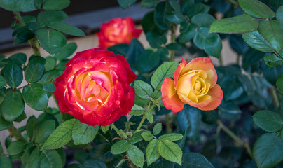  rose - red, orange, and yellow blossom