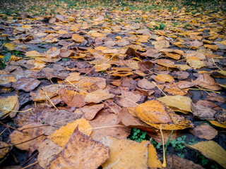 Background of colorful autumn leaves on forest floor . Autumn leaves on the ground. Fall background concept. Maple, red, yellow foliage, September, October, November, Indian summer