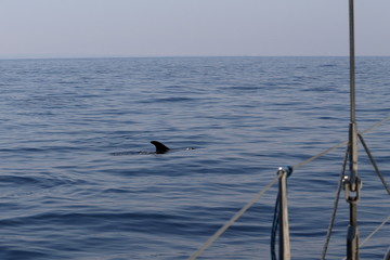 Delfin Mediterraneo © Josu