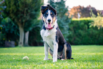 border collie chien assis herbe verte montage balle berger