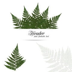 dried, pressed green fern isolated on white background invitation.