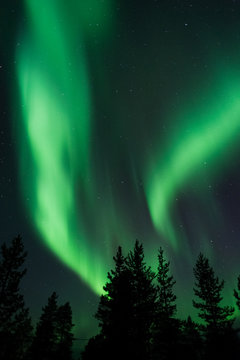 Aurora Borealis above boreal forest