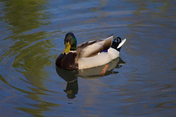 germano reale che nuota sul lago
