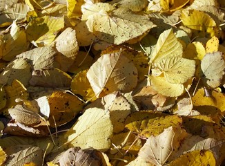Hintergrund Herbstlaub von der Linde