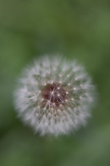 closeup of a dandelion