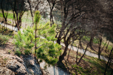 Lone fir tree at edge of cliff outdoors