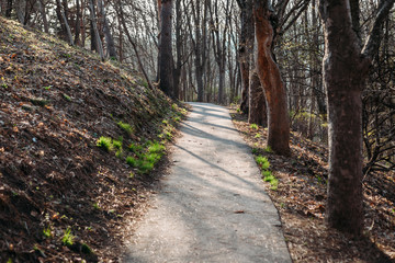 path in forest on mountain outdoors