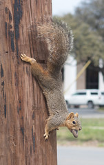 suirrel on a pole