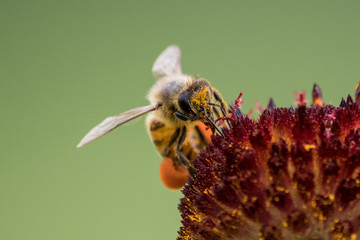pollinating bee