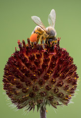 pollinating bee