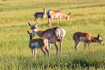 Fototapeta premium Antelope Herd, grassland, Elk Range, Wyoming