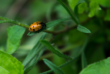 ladybug on leaf