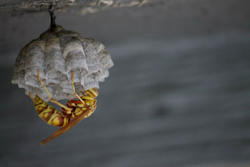 wasp on nest