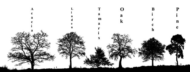 Realistic set of trees silhouette pine, birch, oak, tamarix, acacia, linden (Vector illustration). 