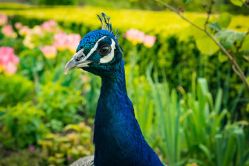 Fototapeta premium peacock