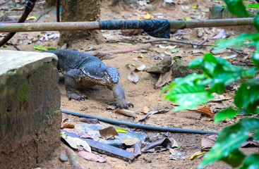 Monitor lizard on backyard of rustic village. South Asia fauna near human settlement. Dangerous wild animal.