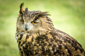 Long-eared Owl
