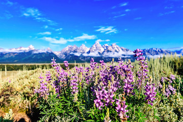 purple flowers in the Tetons