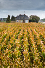 rows of corn field and house in France © sergejson