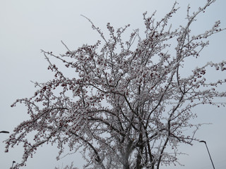 Frosty Branches