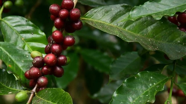 Coffee beans on tree, Hand picking coffee beans from branch of coffee plant.