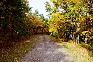 Naklejka premium Chemin de terre en Automne