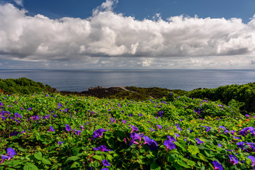 landcape in terceria, view of the green and rocky coastline in terceira with cliff in the background. landscape in azores, portugal.