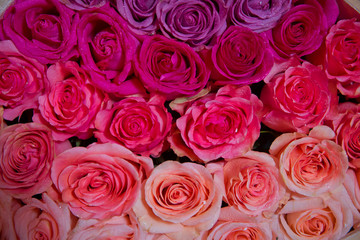 Fototapeta na wymiar Beautiful pink and red roses with drops of water . pink and red natural roses background . pink and red rose background. Natural horizontal pattern. Flower wall. Close-up of huge pink and red roses