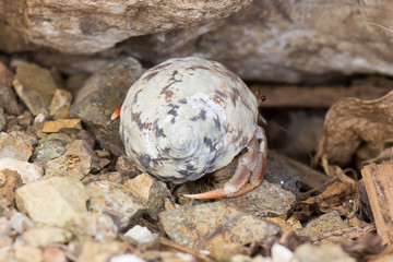 Krebs in Muschel-Gehäuse auf Curacao (Karibik)