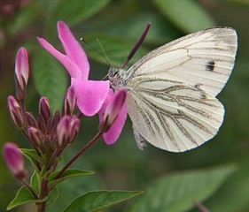 Makro von einem Kohlweissling Schmetterling auf einer Blume