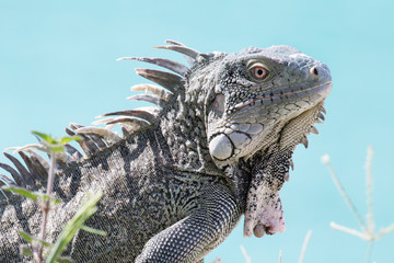 Leguan vor türkisblauem Meer