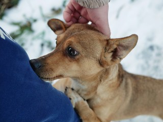 Polonne / Ukraine - 4 December 2018: Male hand patting smiling brown dog head