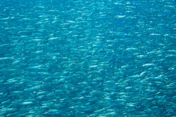 Living sardine in open ocean. Silver fish undersea photo. Pelagic fish swimming in seawater. Mackerel shoal