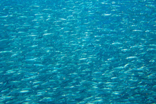Living sardine in open ocean. Silver fish undersea photo. Pelagic fish swimming in seawater. Mackerel shoal