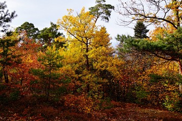 Arbres aux couleurs d'Automne
