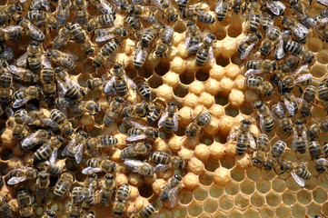 Bee honeycomb frame with insects