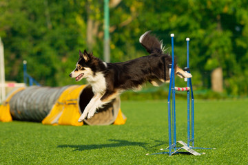 Dog at the Agility Competition
