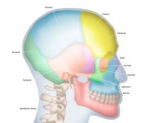 Human skull, illustration