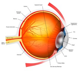 Human eye, illustration
