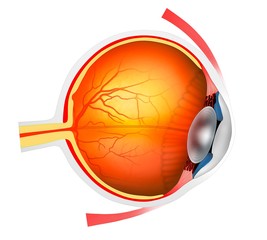 Human eye, illustration