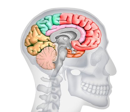 Human brain, illustration