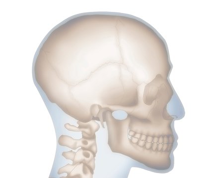 Human skull, illustration