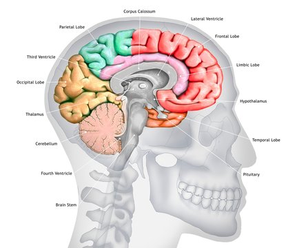 Human brain, illustration