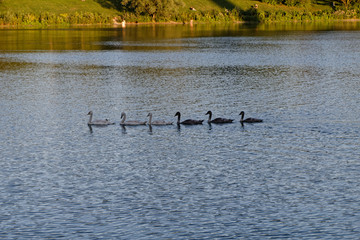 Jungschwäne auf einem See