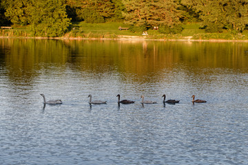 Jungschwäne auf einem See