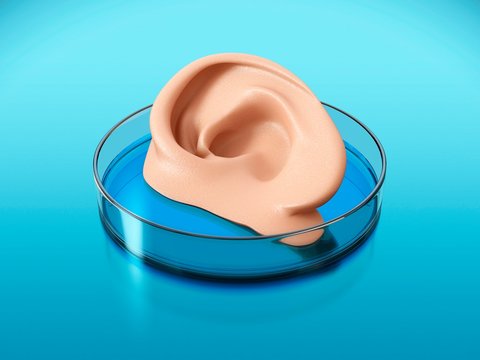 Artificial Human Ear, Illustration