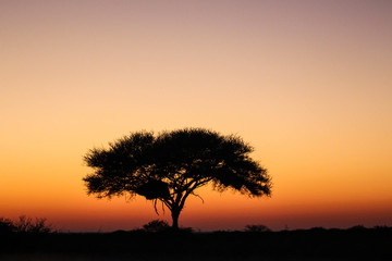 Afrikanisches Abendrot: Spektakulärer Sonnenuntergang in der Wildnis