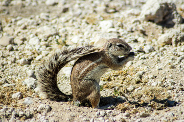 gieriges Eichhörnchen