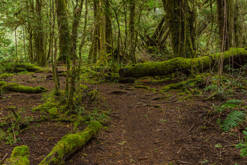 Mossy landscape in Nahuel Huapi National Park, Patagonia, Argentina